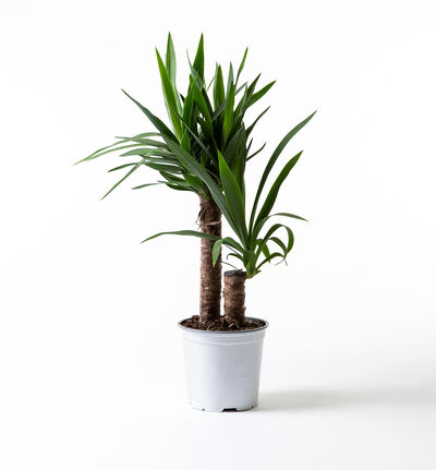 Yuccapalme Yuccapalme